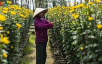 Buổi sáng ở làng hoa truyền thống xứ Huế