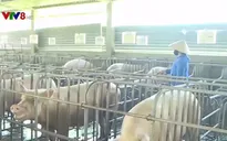 Thừa Thiên Huế ban hành kế hoạch ứng phó khẩn cấp với dịch tả lợn châu Phi