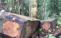 Nạn phá rừng bùng phát nghiêm trọng tại Kon Tum