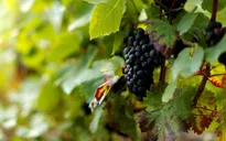 Mỹ chi 10 triệu USD mua hơn 450.000 nho tươi của bang California