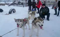 Người dân Nga đón năm Tuất với chó Husky