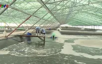 Xây dựng khu nông nghiệp công nghệ cao - Bước phát triển đột phá ngành tôm