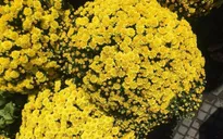 Cúc mâm xôi vàng giá rẻ được săn lùng ngày Tết
