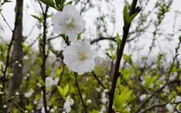Rộn ràng không khí mua sắm Tết Nguyên đán