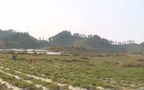 Lào Cai: Cây dược liệu giúp xoá đói giảm nghèo cho người dân vùng cao