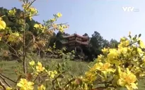 Nhiều người dân viếng mộ Đại tướng Võ Nguyên Giáp những ngày cận Tết
