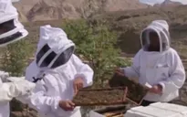 Mô hình nuôi ong bền vững ở UAE
