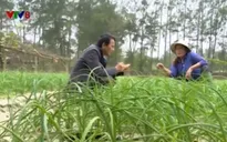 Ôn định sinh kế, nhiều ngư dân Quảng Trị đón Tết đủ đầy