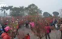 Người dân nô nức sắm đào, quất chơi Tết