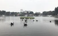 Thả thiên nga ở Hồ Gươm: Nên hay không?