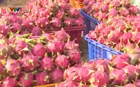 Xuất khẩu rau quả tăng mạnh trong tháng 1/2018
