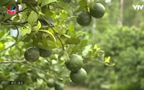 Vì sao người trồng chanh an toàn ở Đồng Tháp chưa mặn mà bán vào siêu thị?