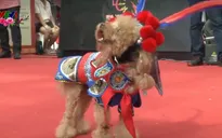 Vui nhộn cuộc thi thời trang dành cho những chú chó