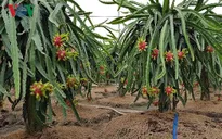 Nông dân đổi đời nhờ thanh long xuất khẩu