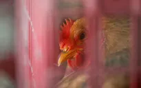 Xuất hiện ca nhiễm cúm gia cầm H7N4 đầu tiên ở người