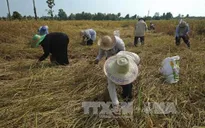 Thái Lan khuyến cáo không tăng sản lượng lúa gạo