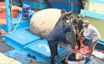 Ngày mở biển - Khởi đầu mùa khai thác có trách nhiệm
