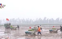 Sẽ hoàn thành cấy vụ Đông Xuân trong tháng 2