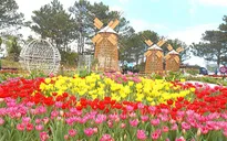 Sắc hoa Đà Lạt rực rỡ trong ngày Tết