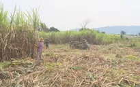 Khan hiếm trầm trọng lao động thu hoạch mía tại các tỉnh miền Trung