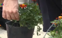 Israel tặng mô hình tưới nhỏ giọt tự động cho Việt Nam