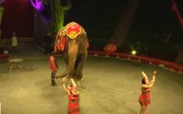 Ngày hội xiếc thú và những chú hề