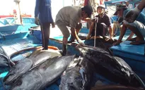 Ngư dân Nam Trung Bộ được mùa cá ngừ