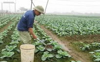 Thăm quan HTX rau sạch: Quy trình sản xuất có đạt chuẩn?