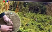 Nhiều địa phương hưởng ứng Tết trồng cây