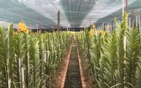 Tây Ninh nỗ lực hướng tới phát triển nông nghiệp công nghệ cao