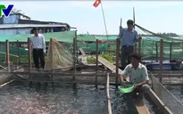 Quảng Nam tăng cường kiểm soát nuôi cá lồng bè