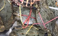 Giá các mặt hàng thủy sản tăng cao