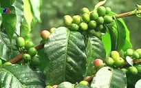 Dự báo sản lượng cà phê Colombia giảm