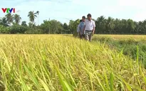 Gạo hữu cơ vào siêu thị