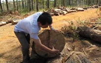 Vụ phá 15 ha rừng tại Đắk Nông: Chủ rừng buông lỏng quản lý, bảo vệ