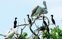 Vườn chim Bạc Liêu nâng mức cảnh báo cháy rừng mùa khô