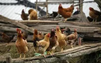 Dịch cúm gia cầm có nguy cơ bùng phát trở lại