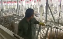 Nhà máy thịt lợn – mô hình chăn nuôi kiểu mới tại Trung Quốc