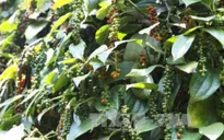 Giá tiêu xuất khẩu giảm 35%