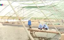 Tôm nguyên con của Việt Nam đủ điều kiện xuất khẩu vào thị trường Australia