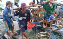 Giá cá tra tăng kỷ lục