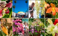 Triển lãm hoa lan quốc tế thường niên tại New York, Mỹ