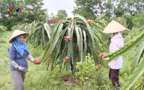 Thanh long bất ngờ tăng giá cao