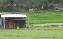 Quảng Ngãi: Người dân vùng sạt lở dựng chòi tạm giữa đồng đón Tết