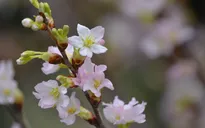Đón chờ Lễ hội hoa anh đào 2019