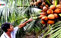 Nông dân thu nhập khá nhờ trồng dừa Mã Lai