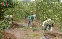 Liên kết doanh nghiệp - nông dân tạo động lực phát triển