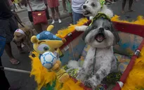 Carnival độc đáo cho cún cưng ở Brazil