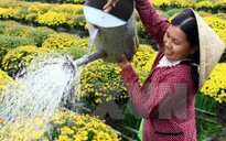 Khách tham quan làng hoa Sa Đéc, Đồng Tháp tăng mạnh