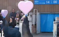 Sinh vật biển biểu diễn mừng ngày Valentine sớm ở thủy cung Tokyo